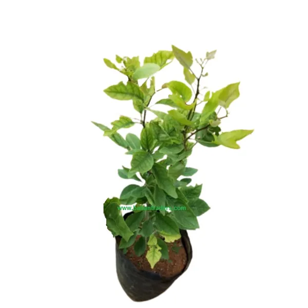 Bahan_Traders_Dwarf_Thai_Bel_Tree_Bilva_Patra_Leaves_Belpatra_Aegle_Marmelos_Live_Grafted__Air_Layered_Plant_Produce_Big_Size_Fruit_Within_2_Years