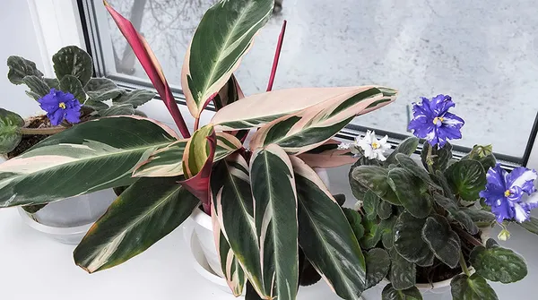 Bahan_Traders_Stromanthe_Triostar_(Tricolor)_Easy_Care_Live_Prayer_Plant,_4Ft_Pot