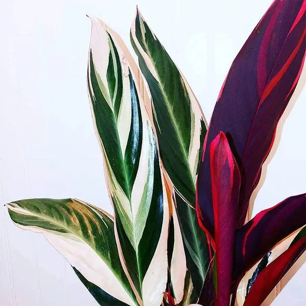 Bahan_Traders_Stromanthe_Triostar_(Tricolor)_Easy_Care_Live_Prayer_Plant,_4Ft_Pot
