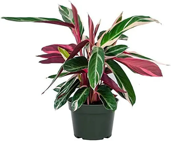 Bahan_Traders_Stromanthe_Triostar_(Tricolor)_Easy_Care_Live_Prayer_Plant,_4Ft_Pot