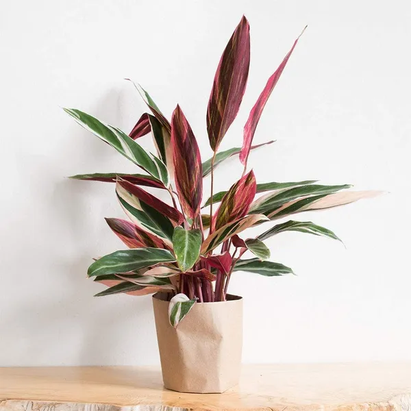 Bahan_Traders_Stromanthe_Triostar_(Tricolor)_Easy_Care_Live_Prayer_Plant,_4Ft_Pot