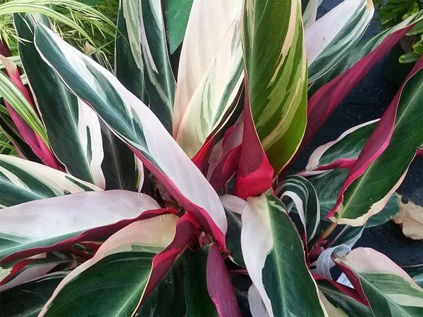 Bahan_Traders_Stromanthe_Triostar_(Tricolor)_Easy_Care_Live_Prayer_Plant,_4Ft_Pot