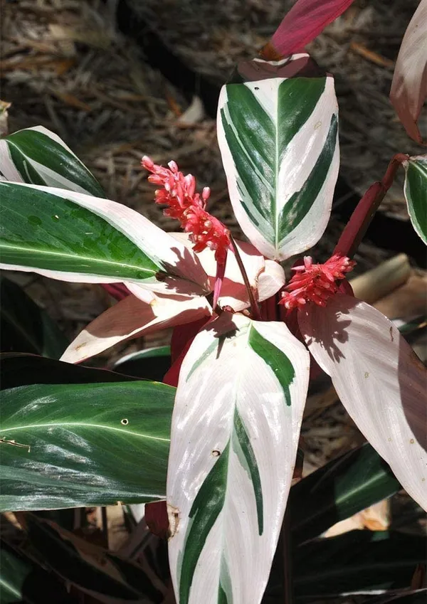 Bahan_Traders_Stromanthe_Triostar_(Tricolor)_Easy_Care_Live_Prayer_Plant,_4Ft_Pot