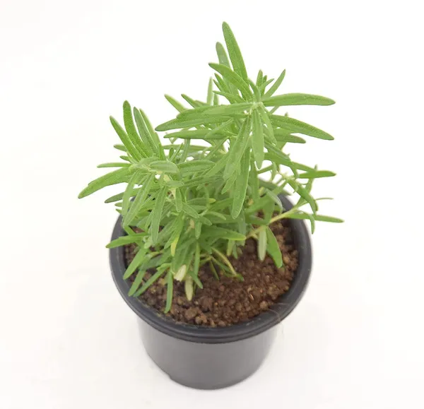 Bahan_Rosemary_Plant_With_Black_Nursery_Pot,_Rosmarinus_Officinalis,_Salvia_(Gulmehandi)_Edible_Herb_Live_Plant
