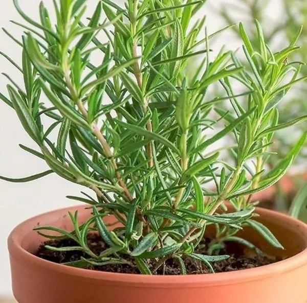 Bahan_Rosemary_Plant_With_Black_Nursery_Pot,_Rosmarinus_Officinalis,_Salvia_(Gulmehandi)_Edible_Herb_Live_Plant