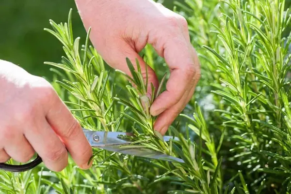 Bahan_Rosemary_Plant_With_Black_Nursery_Pot,_Rosmarinus_Officinalis,_Salvia_(Gulmehandi)_Edible_Herb_Live_Plant