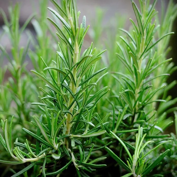 Bahan_Rosemary_Plant_With_Black_Nursery_Pot,_Rosmarinus_Officinalis,_Salvia_(Gulmehandi)_Edible_Herb_Live_Plant