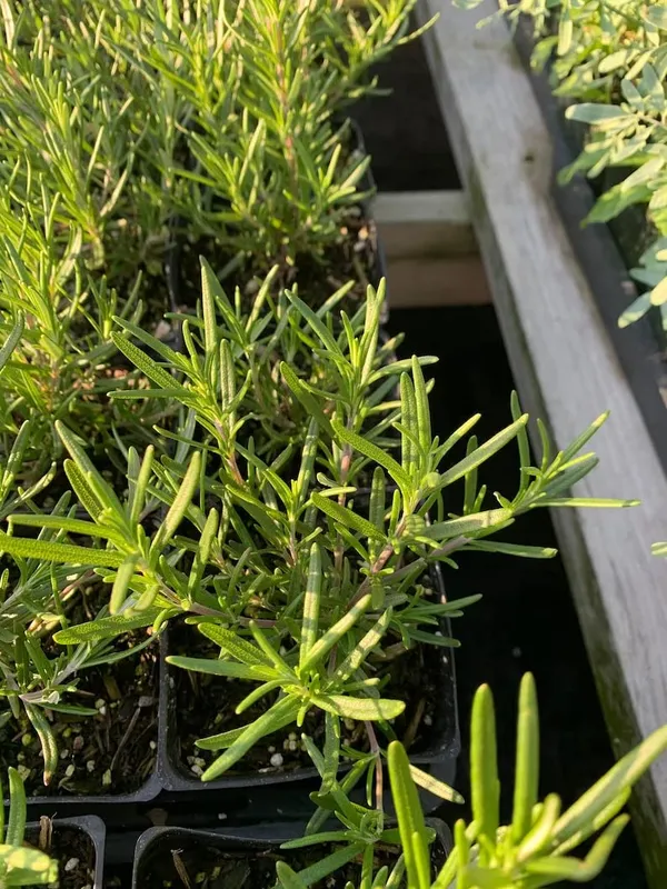Bahan_Rosemary_Plant_With_Black_Nursery_Pot,_Rosmarinus_Officinalis,_Salvia_(Gulmehandi)_Edible_Herb_Live_Plant