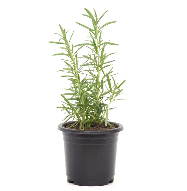 Bahan_Rosemary_Plant_With_Black_Nursery_Pot,_Rosmarinus_Officinalis,_Salvia_(Gulmehandi)_Edible_Herb_Live_Plant