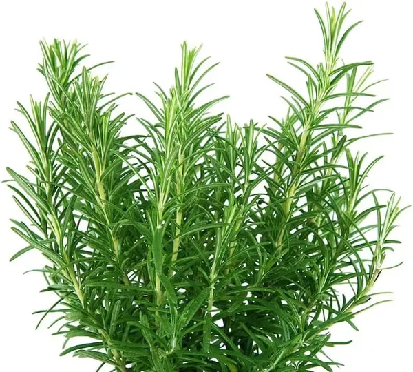 Bahan_Rosemary_Plant_With_Black_Nursery_Pot,_Rosmarinus_Officinalis,_Salvia_(Gulmehandi)_Edible_Herb_Live_Plant