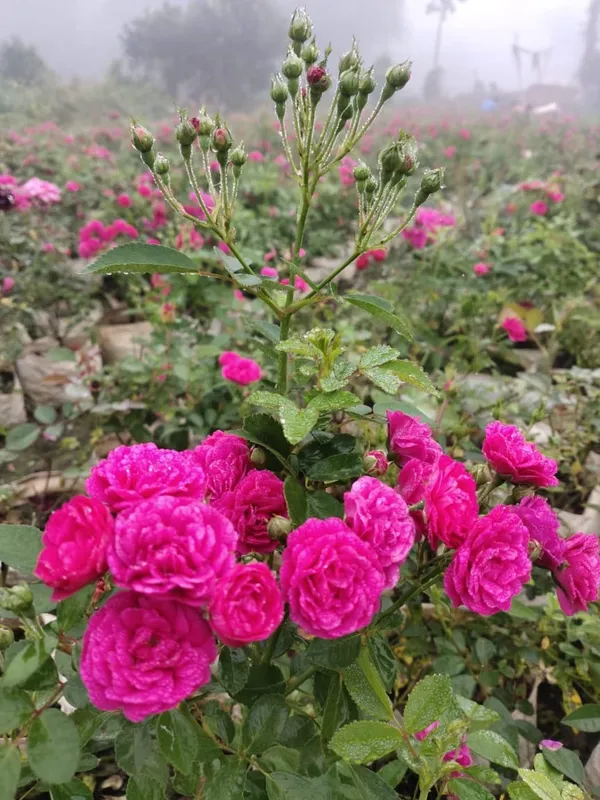 Bahan_Traders_Live_Miniature_(Mini)_Rose_Damask_Rose_Plant,_Button,_Rosa,_Grafted_Gulab_Pink_Color_Flower_Tree_For_Outdoor_Gardening