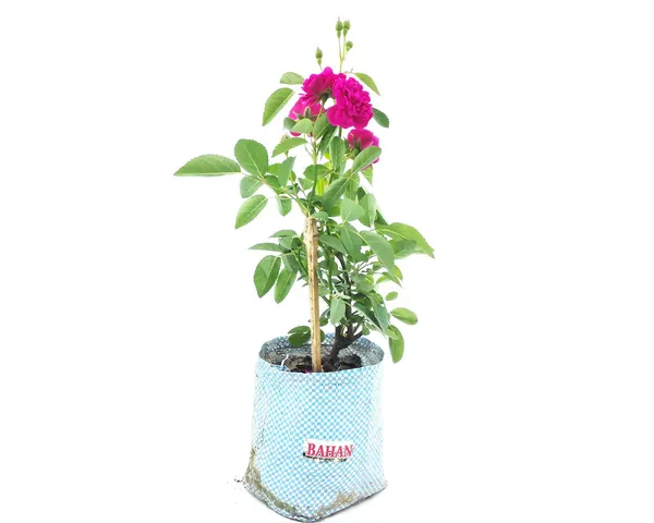 Bahan_Traders_Live_Miniature_(Mini)_Rose_Damask_Rose_Plant,_Button,_Rosa,_Grafted_Gulab_Pink_Color_Flower_Tree_For_Outdoor_Gardening
