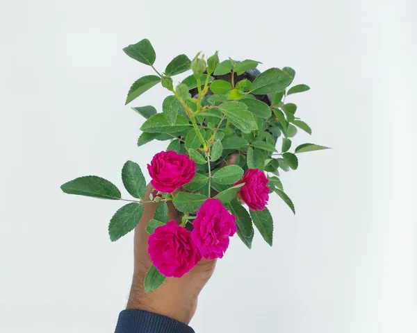 Bahan_Traders_Live_Miniature_(Mini)_Rose_Damask_Rose_Plant,_Button,_Rosa,_Grafted_Gulab_Pink_Color_Flower_Tree_For_Outdoor_Gardening