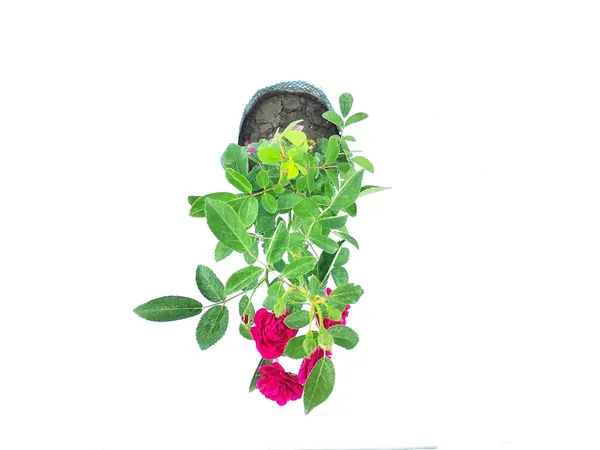Bahan_Traders_Live_Miniature_(Mini)_Rose_Damask_Rose_Plant,_Button,_Rosa,_Grafted_Gulab_Pink_Color_Flower_Tree_For_Outdoor_Gardening