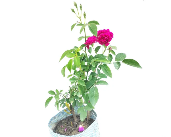 Bahan_Traders_Live_Miniature_(Mini)_Rose_Damask_Rose_Plant,_Button,_Rosa,_Grafted_Gulab_Pink_Color_Flower_Tree_For_Outdoor_Gardening