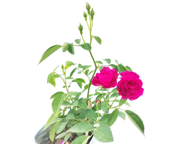 Bahan_Traders_Live_Miniature_(Mini)_Rose_Damask_Rose_Plant,_Button,_Rosa,_Grafted_Gulab_Pink_Color_Flower_Tree_For_Outdoor_Gardening