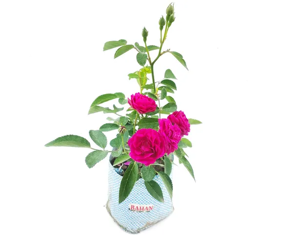 Bahan_Traders_Live_Miniature_(Mini)_Rose_Damask_Rose_Plant,_Button,_Rosa,_Grafted_Gulab_Pink_Color_Flower_Tree_For_Outdoor_Gardening