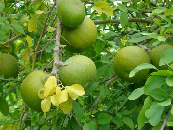 Bahan_Traders_Rare_Tropical_Fruit_Tree_-_Aegle_Marmelos,_Bael_Tree_The_Exotic_Thailand_Stone_Apple_Tree,_Perfect_For_Outdoor_Garden_Grafted_Bel_Fruit_Or_Bilva_Tree_(Sriphal_Plant)_In_Grow_Bag