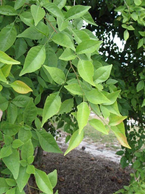 Bahan_Traders_Rare_Tropical_Fruit_Tree_-_Aegle_Marmelos,_Bael_Tree_The_Exotic_Thailand_Stone_Apple_Tree,_Perfect_For_Outdoor_Garden_Grafted_Bel_Fruit_Or_Bilva_Tree_(Sriphal_Plant)_In_Grow_Bag