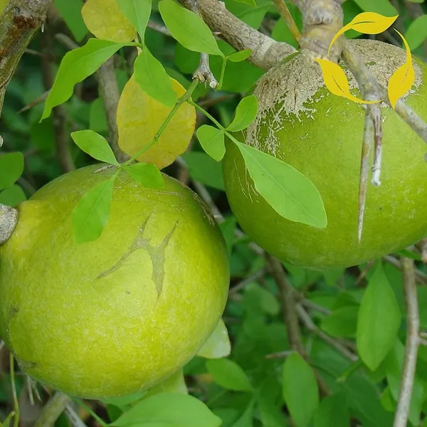 Bahan_Traders_Rare_Tropical_Fruit_Tree_-_Aegle_Marmelos,_Bael_Tree_The_Exotic_Thailand_Stone_Apple_Tree,_Perfect_For_Outdoor_Garden_Grafted_Bel_Fruit_Or_Bilva_Tree_(Sriphal_Plant)_In_Grow_Bag