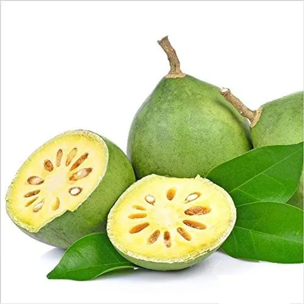 Bahan_Traders_Rare_Tropical_Fruit_Tree_-_Aegle_Marmelos,_Bael_Tree_The_Exotic_Thailand_Stone_Apple_Tree,_Perfect_For_Outdoor_Garden_Grafted_Bel_Fruit_Or_Bilva_Tree_(Sriphal_Plant)_In_Grow_Bag