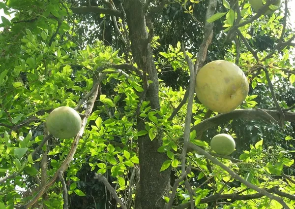 Bahan_Traders_Rare_Tropical_Fruit_Tree_-_Aegle_Marmelos,_Bael_Tree_The_Exotic_Thailand_Stone_Apple_Tree,_Perfect_For_Outdoor_Garden_Grafted_Bel_Fruit_Or_Bilva_Tree_(Sriphal_Plant)_In_Grow_Bag