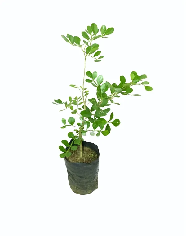 Bahan_Traders_Rare_Grafted_Sweet_Bael_Limonia_Acidissima_Chocolate_Wood_Apple_Grafted_Fruit_Live_Plant_Suitable_For_Bonsai