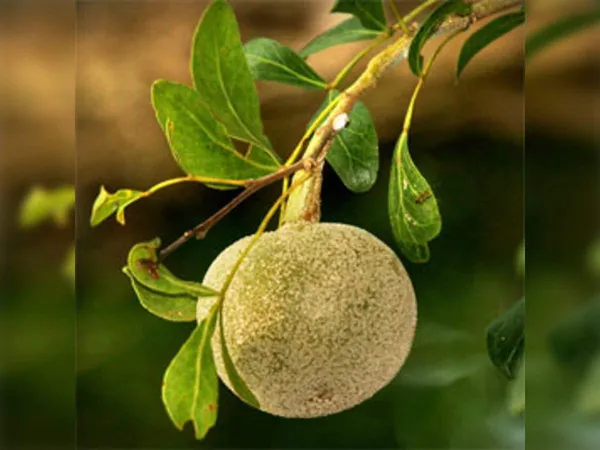 Bahan_Traders_Rare_Grafted_Sweet_Bael_Limonia_Acidissima_Chocolate_Wood_Apple_Grafted_Fruit_Live_Plant_Suitable_For_Bonsai