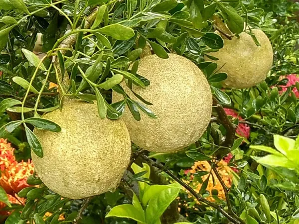 Bahan_Traders_Rare_Grafted_Sweet_Bael_Limonia_Acidissima_Chocolate_Wood_Apple_Grafted_Fruit_Live_Plant_Suitable_For_Bonsai