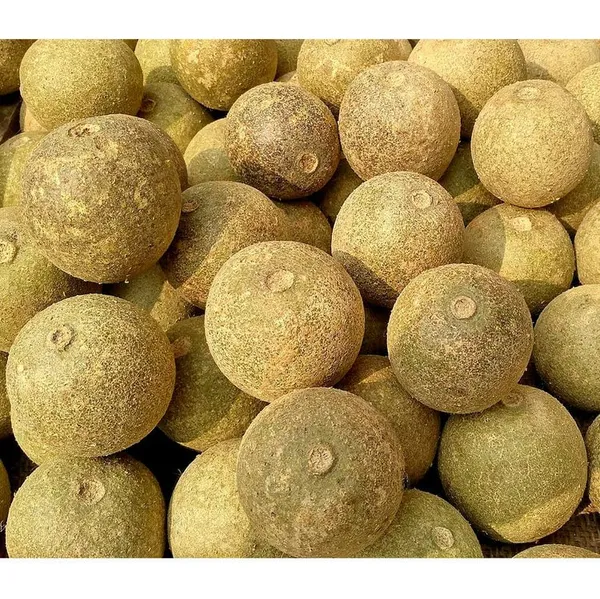 Bahan_Traders_Rare_Grafted_Sweet_Bael_Limonia_Acidissima_Chocolate_Wood_Apple_Grafted_Fruit_Live_Plant_Suitable_For_Bonsai