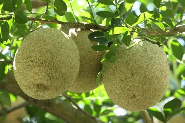 Bahan_Traders_Rare_Grafted_Sweet_Bael_Limonia_Acidissima_Chocolate_Wood_Apple_Grafted_Fruit_Live_Plant_Suitable_For_Bonsai