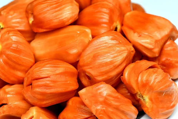 Bahan_Traders_Rare_Pink__Red_Jack_Fruit_Grafted_Plant_(Thailand_Variety)_1_Live_Plant_For_Home_Gardens_Plant_[Plant_Height_-_1.5_Ft._To_2_Ft.]