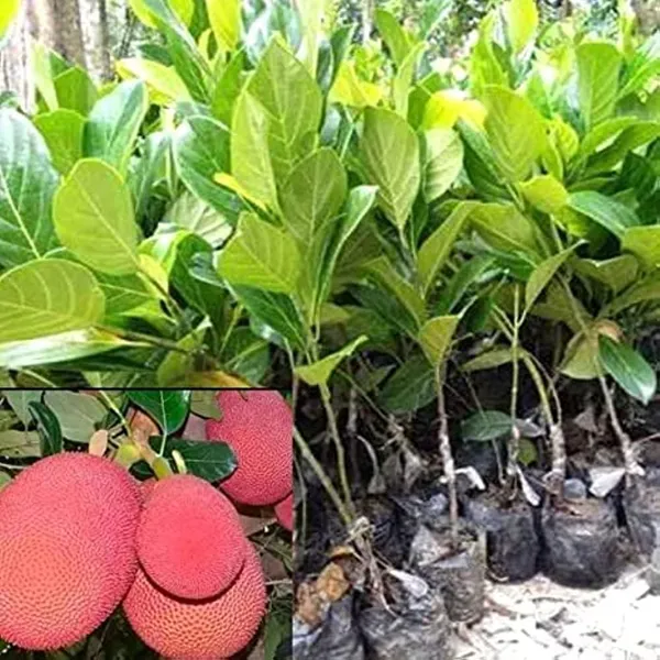 Bahan_Traders_Rare_Pink__Red_Jack_Fruit_Grafted_Plant_(Thailand_Variety)_1_Live_Plant_For_Home_Gardens_Plant_[Plant_Height_-_1.5_Ft._To_2_Ft.]