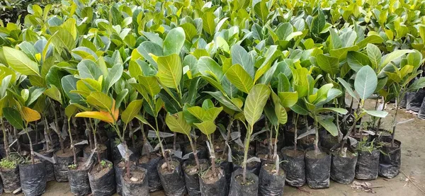 Bahan_Traders_Rare_Pink__Red_Jack_Fruit_Grafted_Plant_(Thailand_Variety)_1_Live_Plant_For_Home_Gardens_Plant_[Plant_Height_-_1.5_Ft._To_2_Ft.]