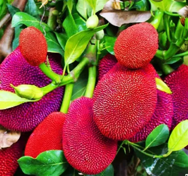 Bahan_Traders_Rare_Pink__Red_Jack_Fruit_Grafted_Plant_(Thailand_Variety)_1_Live_Plant_For_Home_Gardens_Plant_[Plant_Height_-_1.5_Ft._To_2_Ft.]