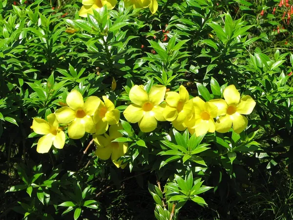 Bahan_Traders_Allamanda_Flower_Plant_-_Healthy_Climbing_Creeper_Golden_Trumpet_Yellow_Color_Flower_Live_Plant_With_Polybag