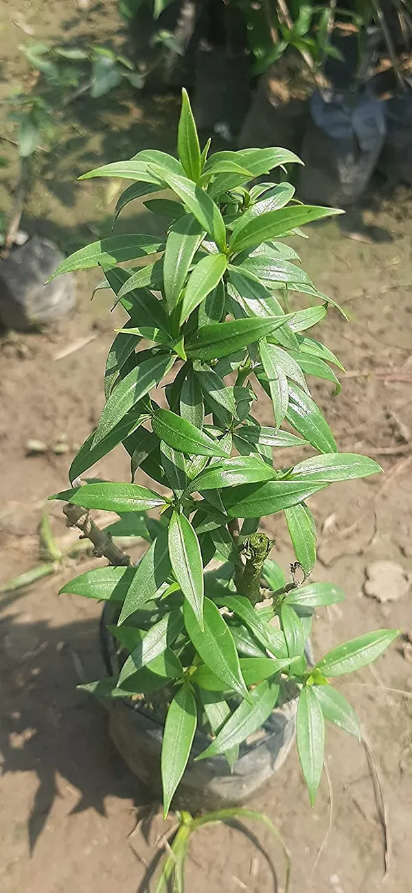 Bahan_Traders_Allamanda_Flower_Plant_-_Healthy_Climbing_Creeper_Golden_Trumpet_Yellow_Color_Flower_Live_Plant_With_Polybag