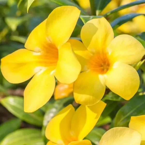 Bahan_Traders_Allamanda_Flower_Plant_-_Healthy_Climbing_Creeper_Golden_Trumpet_Yellow_Color_Flower_Live_Plant_With_Polybag
