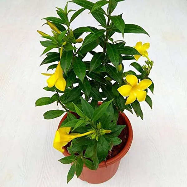 Bahan_Traders_Allamanda_Flower_Plant_-_Healthy_Climbing_Creeper_Golden_Trumpet_Yellow_Color_Flower_Live_Plant_With_Polybag