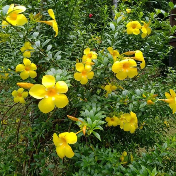 Bahan_Traders_Allamanda_Flower_Plant_-_Healthy_Climbing_Creeper_Golden_Trumpet_Yellow_Color_Flower_Live_Plant_With_Polybag