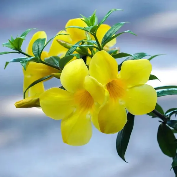 Bahan_Traders_Allamanda_Flower_Plant_-_Healthy_Climbing_Creeper_Golden_Trumpet_Yellow_Color_Flower_Live_Plant_With_Polybag