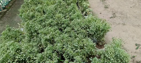 Bahan_Traders_Aralia_Variegated_Indoor_Live_Air_Purifying_Foliage_Plant_In_4_Inch_Pot