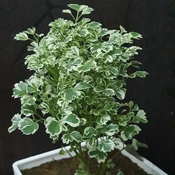 Bahan_Traders_Aralia_Variegated_Indoor_Live_Air_Purifying_Foliage_Plant_In_4_Inch_Pot