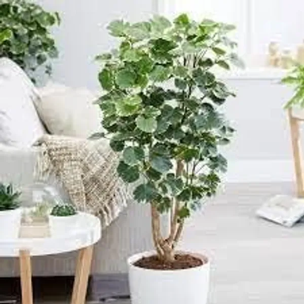 Bahan_Traders_Aralia_Variegated_Indoor_Live_Air_Purifying_Foliage_Plant_In_4_Inch_Pot