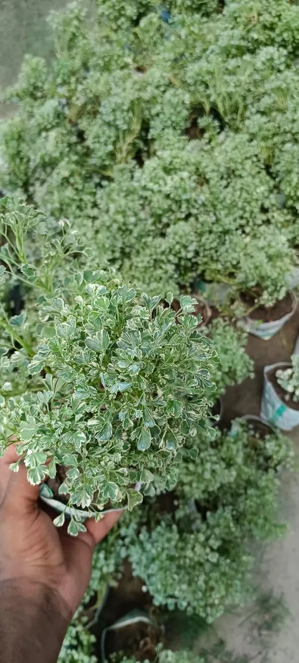 Bahan_Traders_Aralia_Variegated_Indoor_Live_Air_Purifying_Foliage_Plant_In_4_Inch_Pot