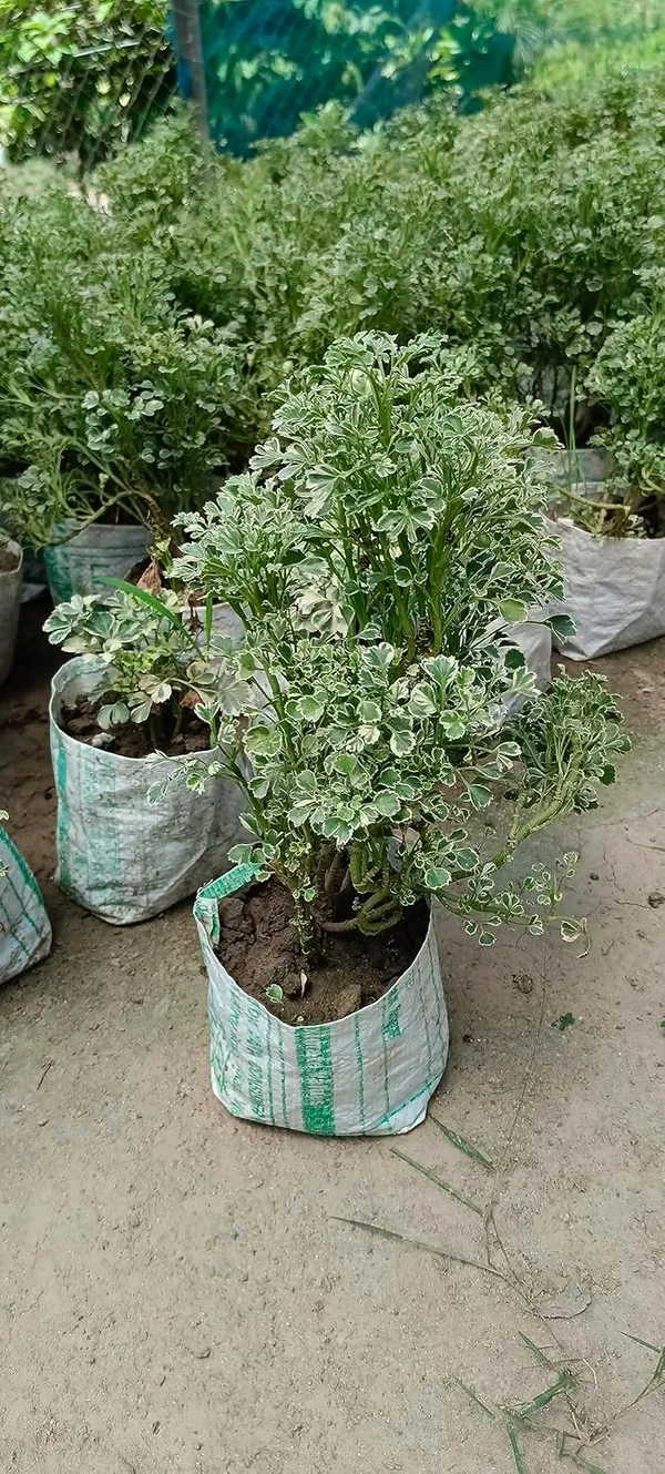 Bahan_Traders_Aralia_Variegated_Indoor_Live_Air_Purifying_Foliage_Plant_In_4_Inch_Pot