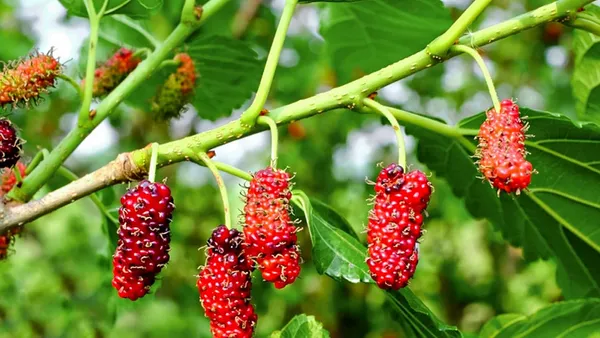 Bahan_Traders_Dwarf_Sweet_Mulberry_Plant_Shahtoot_Tree_All_Season_Bearing_Fruit_1_Healthy_Live_Plant_Size_-_1.5_Ft._To_2_Ft.
