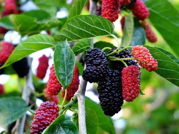 Bahan_Traders_Dwarf_Sweet_Mulberry_Plant_Shahtoot_Tree_All_Season_Bearing_Fruit_1_Healthy_Live_Plant_Size_-_1.5_Ft._To_2_Ft.