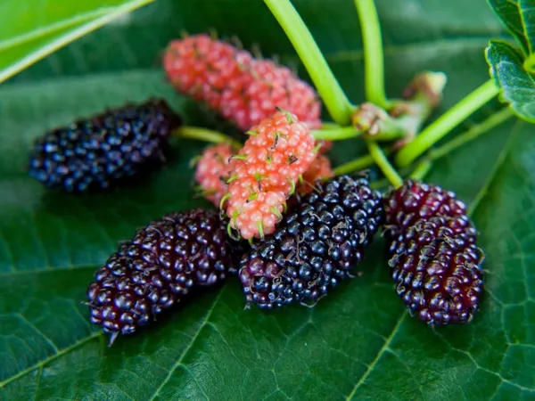Bahan_Traders_Dwarf_Sweet_Mulberry_Plant_Shahtoot_Tree_All_Season_Bearing_Fruit_1_Healthy_Live_Plant_Size_-_1.5_Ft._To_2_Ft.