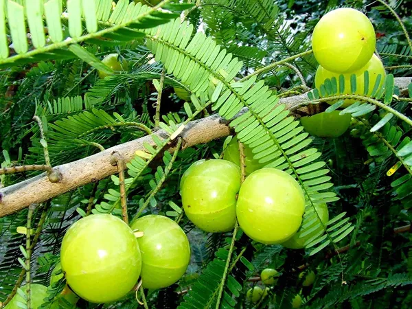 Bahan_Traders_Amla_Indian_Gooseberry_Phyllanthus_Emblica_Nelli_Usiri_Plant_1_Live_Healthy_Grafted_Plant_In_Polly_Bag